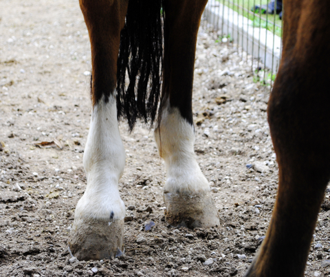 Things You Need to Know about Canker in Your Horse