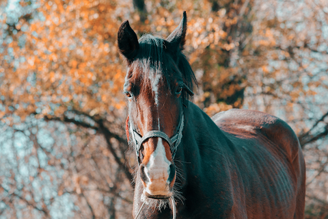 bay horse against a tree with orange leaves in autumn