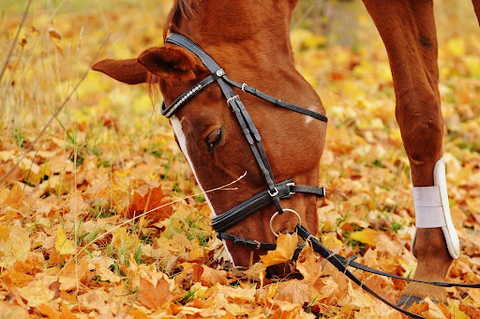 chestnut horse with a black bridle with its nose in yellow fallen leaves