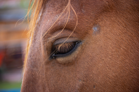 closeup of a bay horse's eye with a small scab next to it
