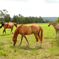 Three brown horses browsing on the grass