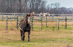 A brown horse with white on its face walking on a ranch