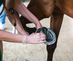 A professional veterinarian, wearing latex gloves and with stethoscopes draped around their neck, expertly adjusts a horseshoe on the hoof of a brown horse. The scene is set against a backdrop of dry grass, showcasing the dedicated care provided to the equine patient.