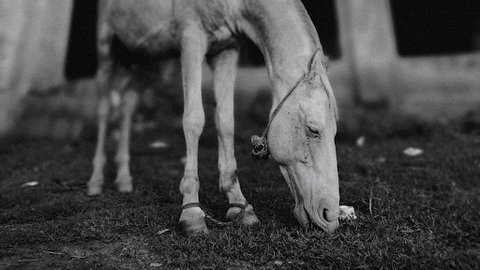 grayscale image of a flecked white horse with its head tied to its feet