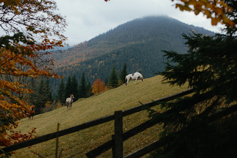 horses grazing on the side of a hill with fall trees in the background