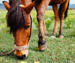 Equine joint problems are a common concern among horse owners and can significantly impact a horse's performance, mobility, and overall well-being.