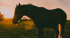 Effectively managing joint issues in horses over the long term involves a holistic approach.