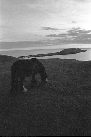 large horse standing in a field grazing overlooking an ocean and a peninsula