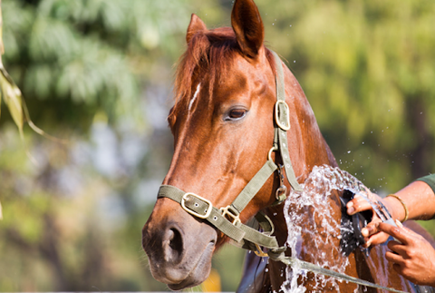 A person spraying water on a the face of a horse