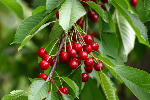 wild cherry