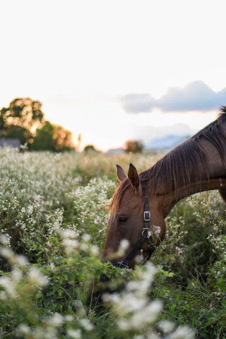 horse with face in a flower field