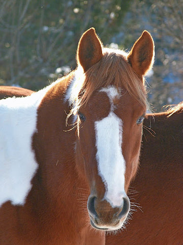 bay horse with white stripe and spots