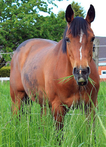 bay horse with a white blaze and a long black mane standing in tall grass and eating