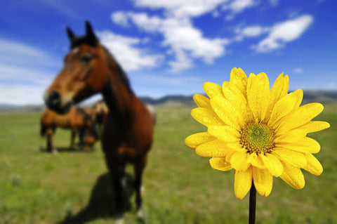 Horse in the spring