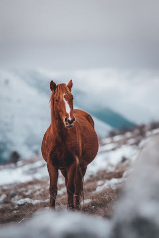 7 Tips to Prepare Your Equine for Colder Weather