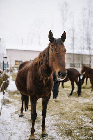 front facing bay brown horse standing with other horses in the background in a cold winter scene