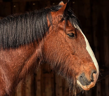 Bay horse with symptoms of Cushing's disease