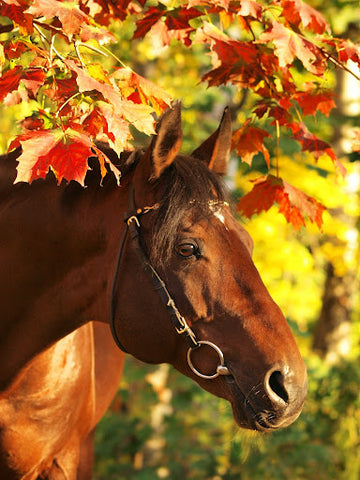 equine medical and surgical associates bay horse autumn leaves background fall activities