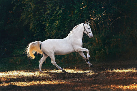 White horse against a forest background running at a canter