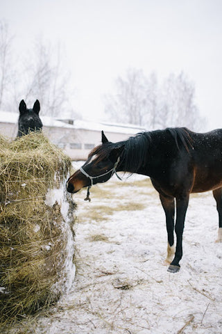 horse in a snowy field eating from a large hay bale