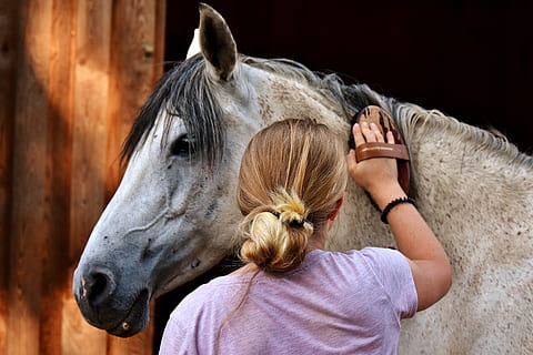 Grey horse being groomed by a blonde haired woman