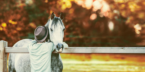 equine medical and surgical associates grey horse autumn background fall activities