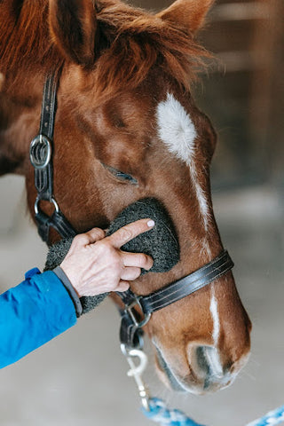 Close-up image of a bay horse being groomed on its face relaxing with its eyes closed