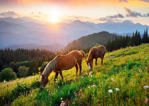 Horses in spring field 