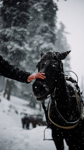 black horse in the snow with driving gear on