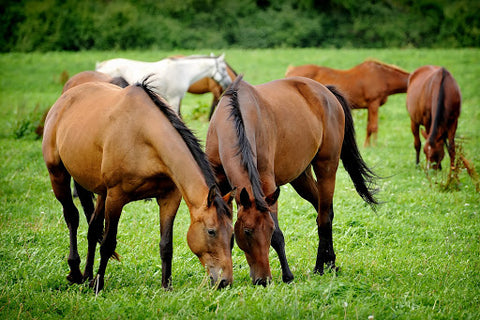 Being one of two vitamins that horses can not produce in their bodies, vitamin E is a vital part of a horse's diet.
