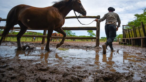 Horse running through the mud 