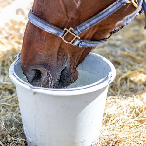 Once you get to your barn in the morning, be sure to check their water.