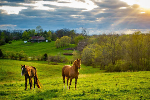 Two horses in a lush field 