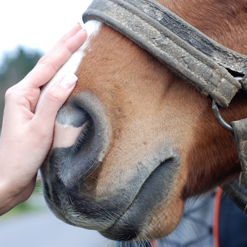 To keep your horse as healthy as possible, you will need to check their bodies daily for any wounds or mud fever. 
