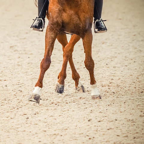 Exercise and keeping your horse active is very important during the winter months. 