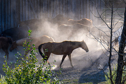 The first step to treating COPD is to minimize any risk factors for your horse. 