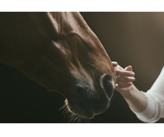 Close up photo of person petting a horse's nose with dramatic lighting