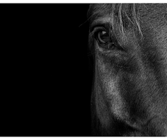 Black and white photo of a close up of horse's eye