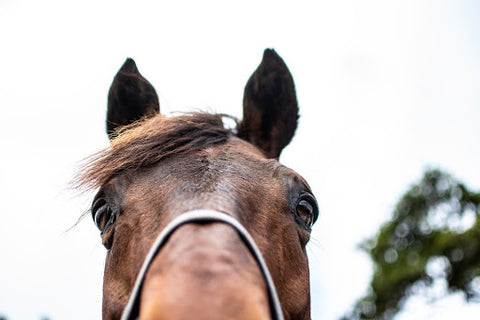 Close up of horse face