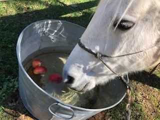 Horse bobbing for apples