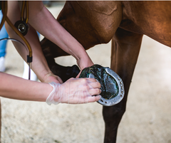 Owner checking horse shoe