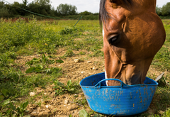 Horse drinking water out of blue bucket