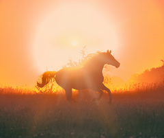 Horse silhouette running during sunset