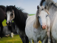 White horse facing camera with two horses in the background