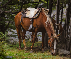 Horse with saddle on in fall woods