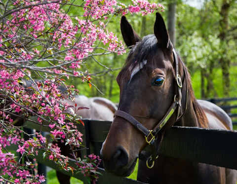 Brown Horse next to Pink Flower Tree
