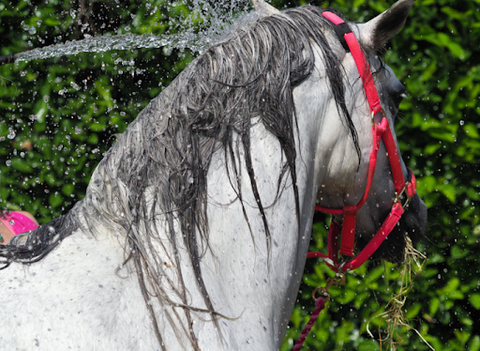 White horse getting sprayed with water
