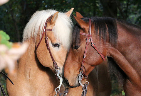 Two horses nuzzling noses 