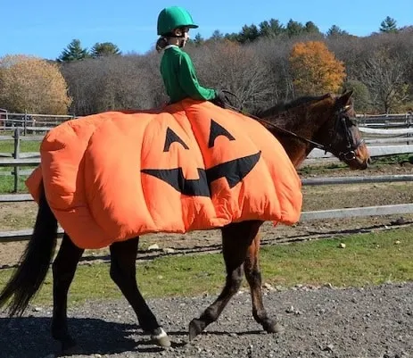 Horse and rider dressed for halloween