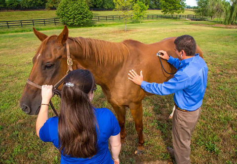 Horse getting a check up